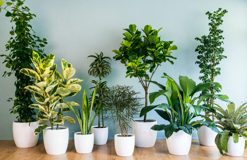 Best Purifying Plants