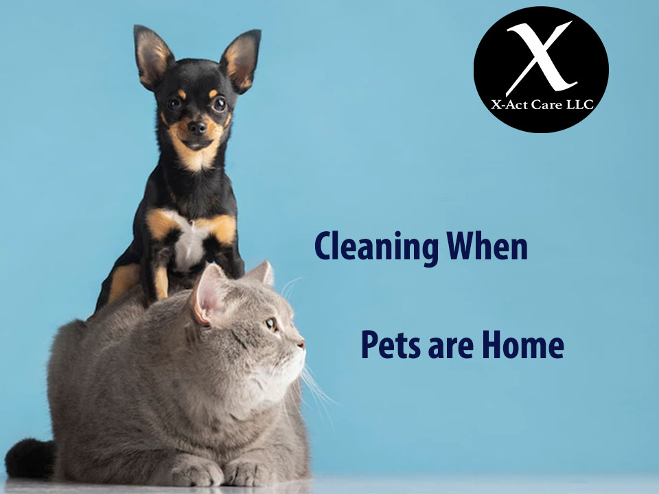 Know how to keep your home clean when you have pets