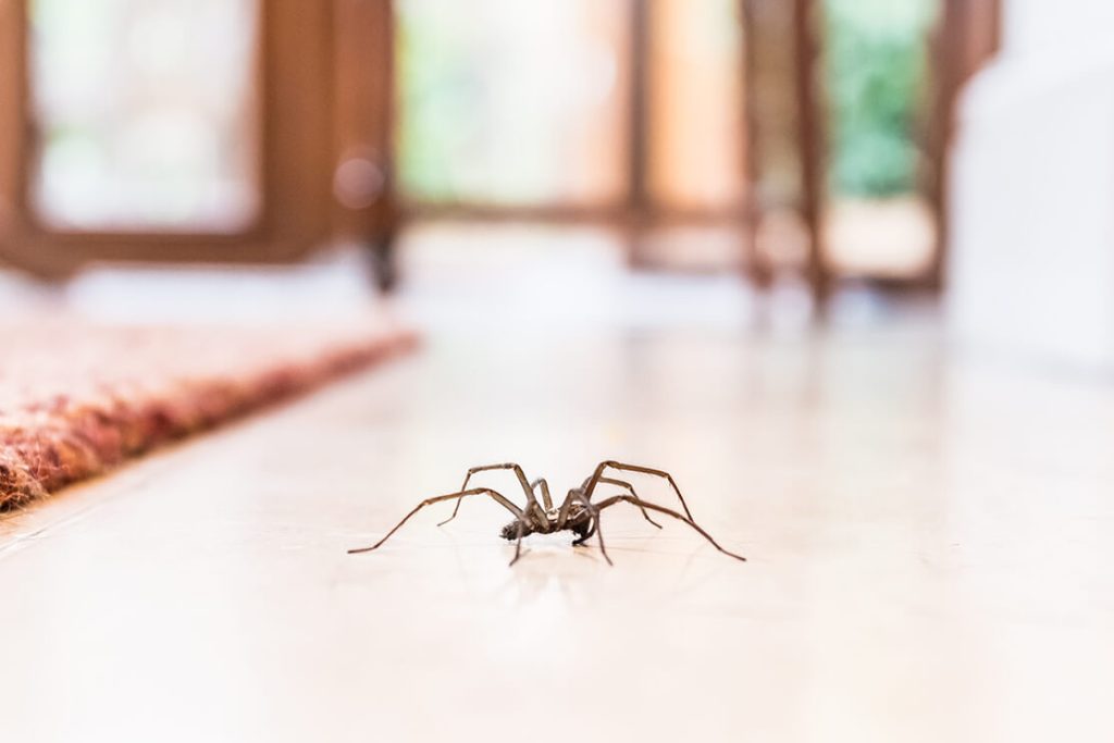 How to detect an insect plague at home 1024x683