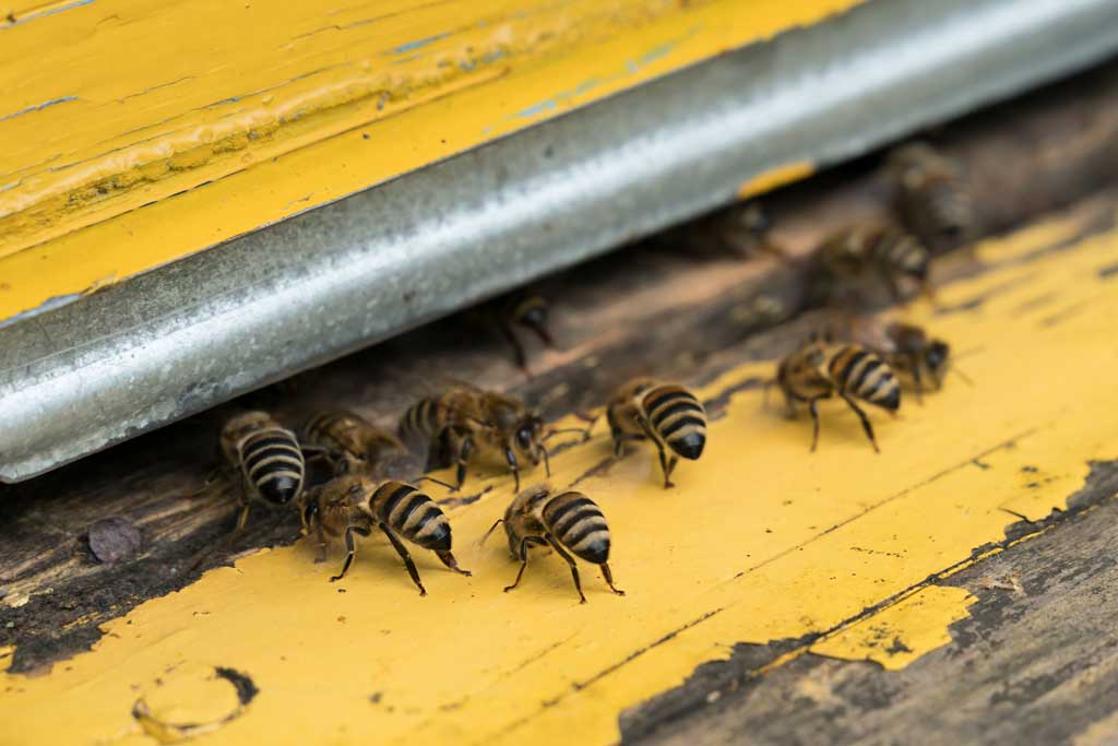 Insects bee